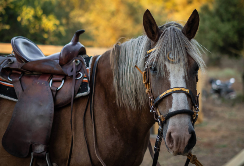 Meteora Horse Riding