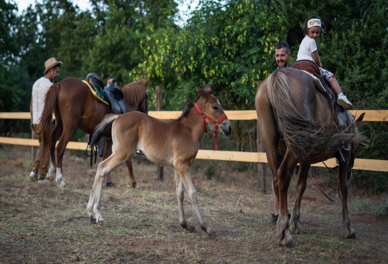 Meteora Horse Riding